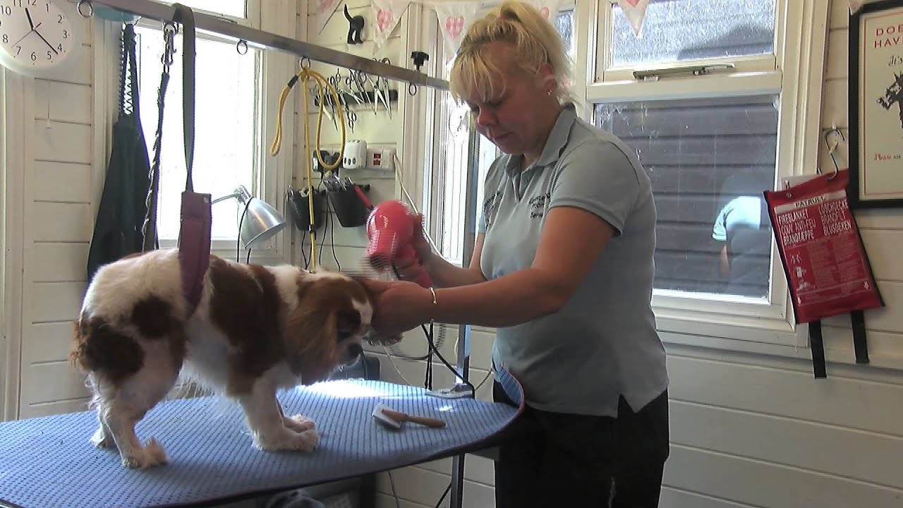 How to become a pet groomer
