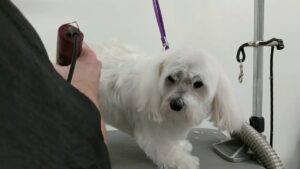 How to sedate your dog for grooming