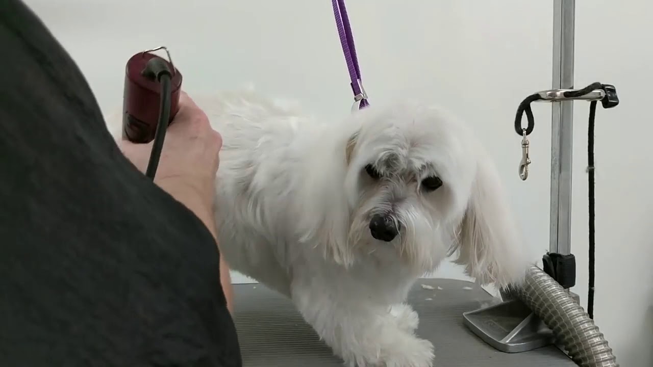 How to sedate your dog for grooming?
