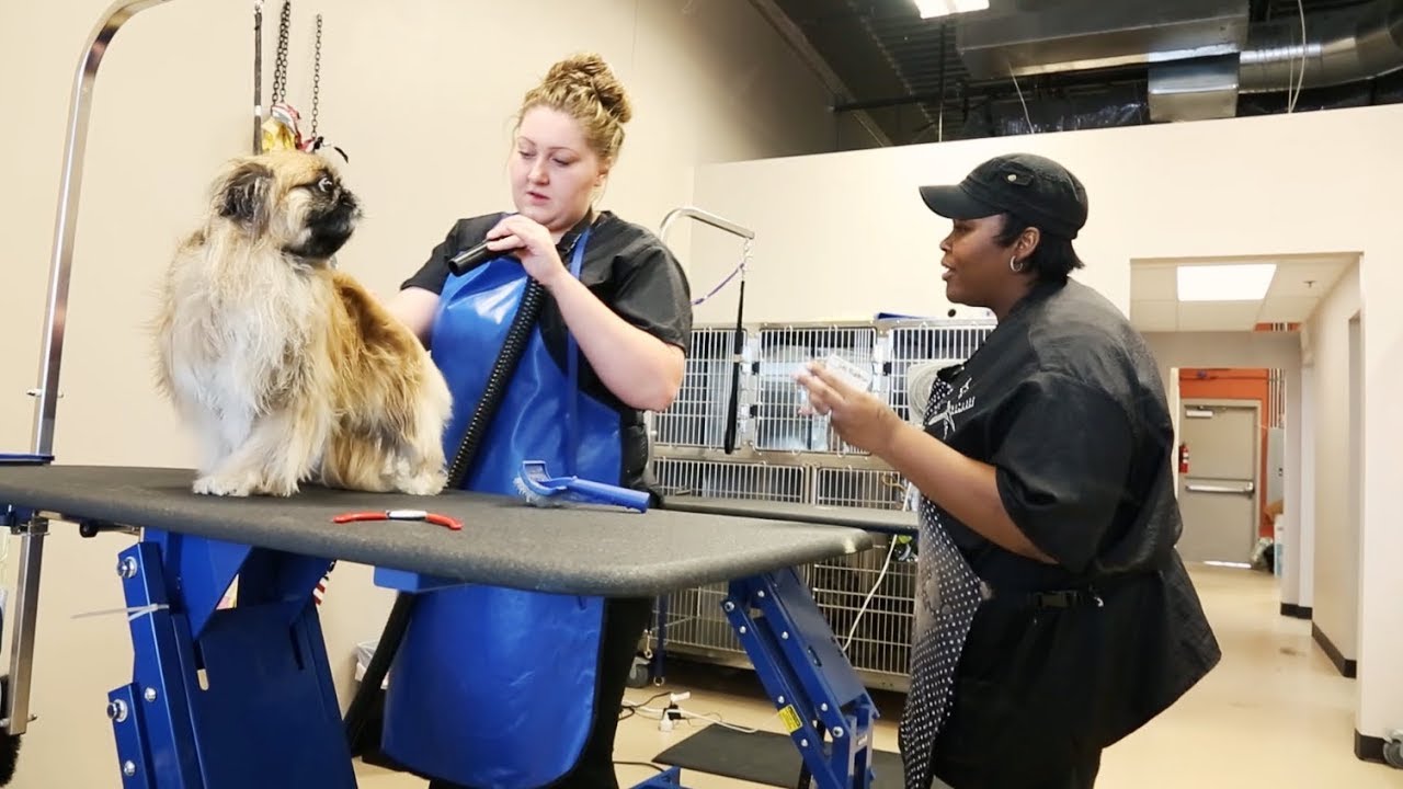 How to start a dog grooming business?